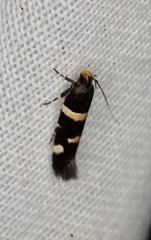 Macrobathra alternatella