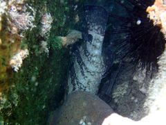 Epinephelus daemelii