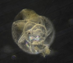 Alabaminella weddellensis