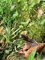 Archaeoprepona chromus