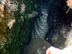 Epinephelus daemelii