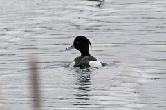 Aythya fuligula