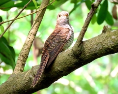 Cacomantis variolosus sepulcralis