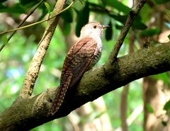 Cacomantis variolosus sepulcralis
