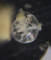 Alabaminella weddellensis