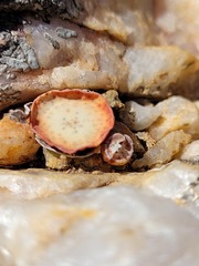 Conophytum crateriforme