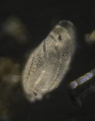 Buliminella elegantissima