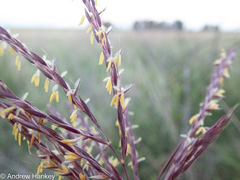 Andropogon appendiculatus