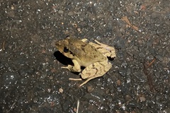 Platyplectrum fletcheri