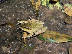 Platyplectrum fletcheri