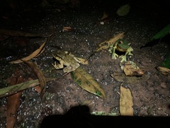 Platyplectrum fletcheri