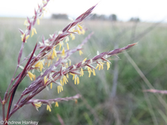 Andropogon appendiculatus