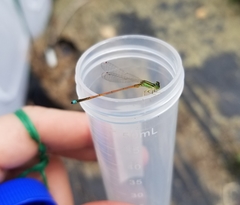 Ischnura aurora aurora