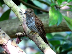 Cacomantis variolosus sepulcralis