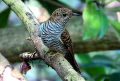 Cacomantis variolosus sepulcralis