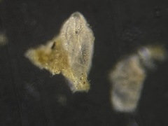 Buliminella elegantissima