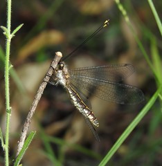 Suhpalacsa subtrahens