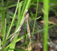 Suhpalacsa subtrahens