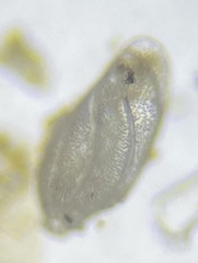 Buliminella elegantissima