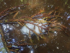 Platyplectrum fletcheri