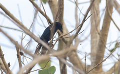 Dicrurus balicassius