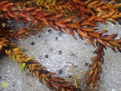 Platyplectrum fletcheri