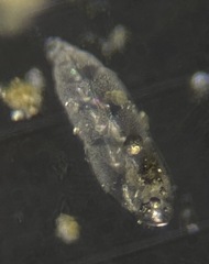 Bolivina pacifica