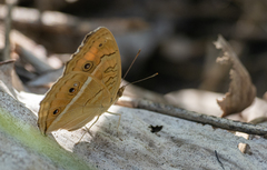 Junonia almana almana