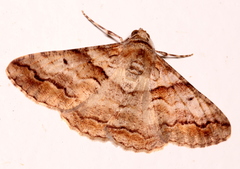 Gastrinodes bitaeniaria