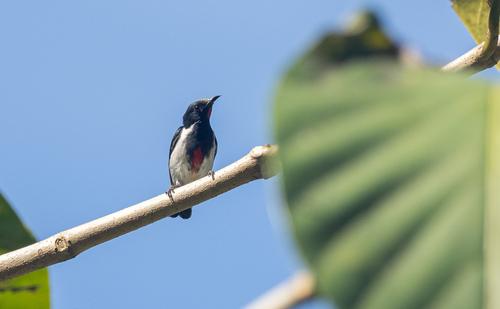 Scarlet-collared Flowerpecker (Dicaeum retrocinctum), photo 6