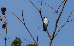 Microhierax erythrogenys