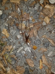 Talitropsis