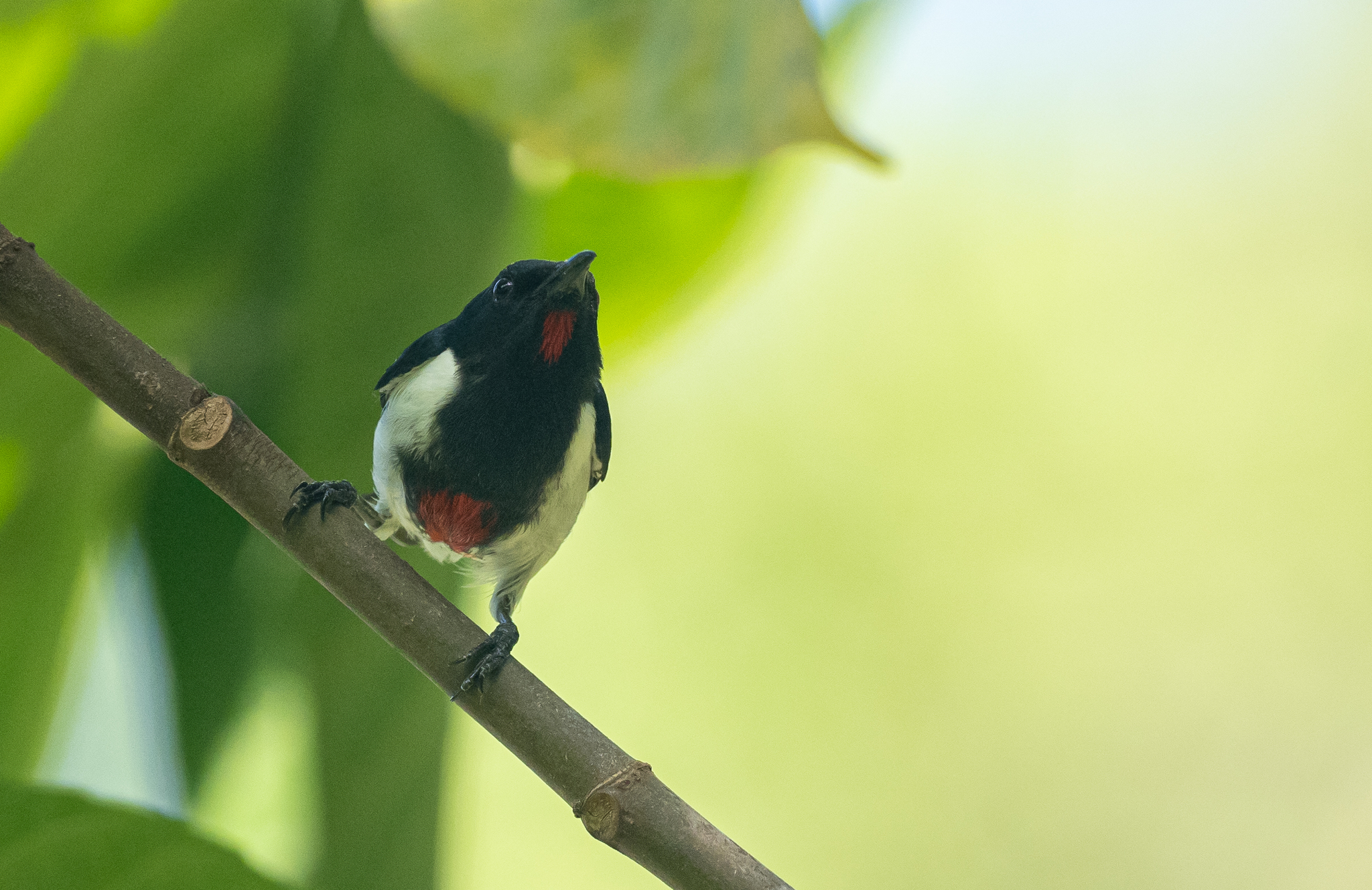 Scarlet-collared Flowerpecker illustration