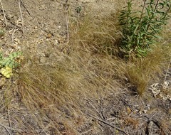Nassella lepida