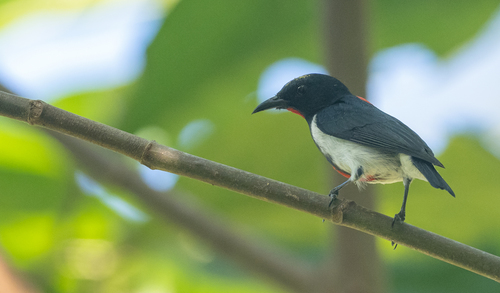 Scarlet-collared Flowerpecker (Dicaeum retrocinctum), photo 8