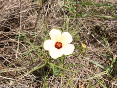 Hibiscus microcarpus