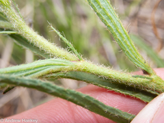 Hibiscus microcarpus