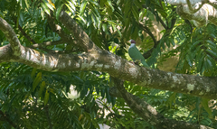 Ptilinopus occipitalis
