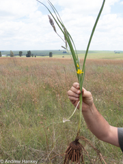 Hypoxis rigidula rigidula