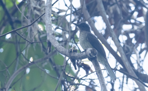 Mindoro Bulbul (Hypsipetes mindorensis)