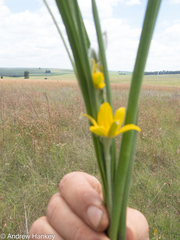Hypoxis rigidula rigidula