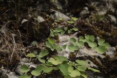 Thalictrum triternatum