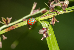 Hemisphaerius coccinelloides