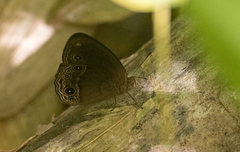 Mycalesis tagala