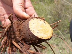 Hypoxis rigidula rigidula