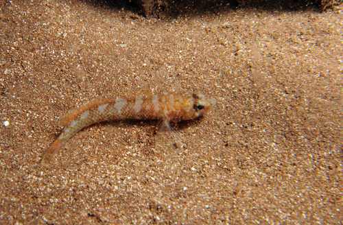 Brito's goby (Chromogobius britoi) — Gobiidae — 3
