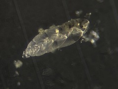 Bolivina pacifica