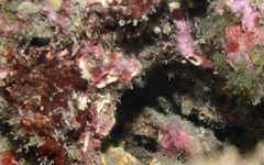 Chromogobius