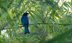 Dicrurus balicassius