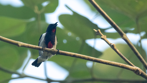 Scarlet-collared Flowerpecker (Dicaeum retrocinctum), photo 2